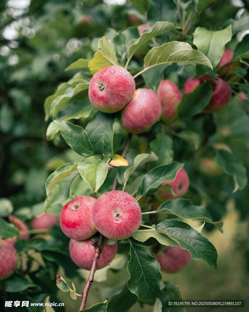 枝头硕果累累的红苹果