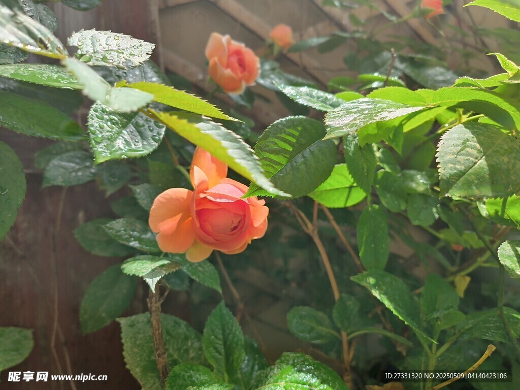 娇艳绽放的橙红色花朵