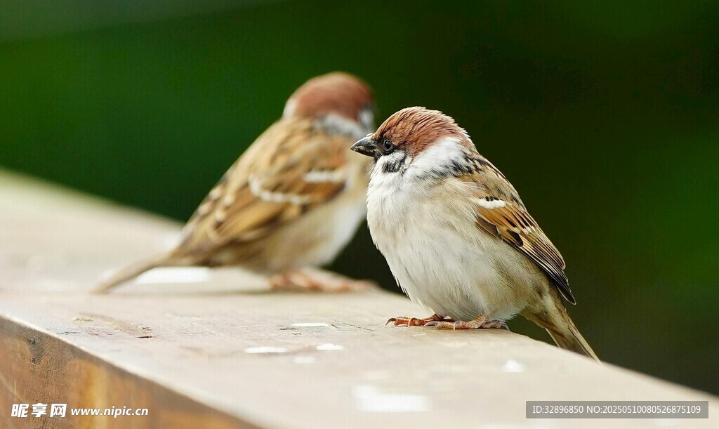 两只麻雀立于木栏上