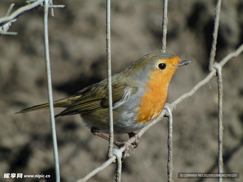 栖息于铁丝上的橙色小鸟