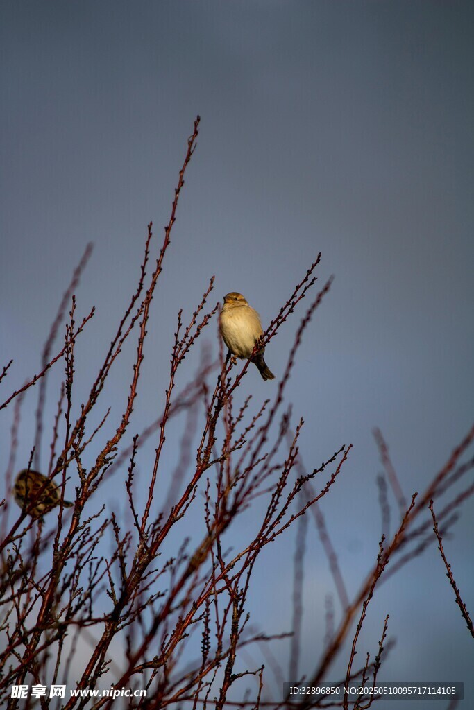 枝头小鸟栖于萧瑟枝丫间