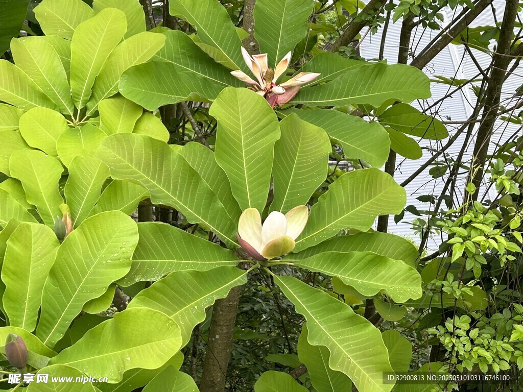 绿叶间绽放的美丽花朵
