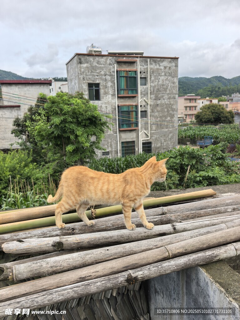 屋顶木杆上的黄猫