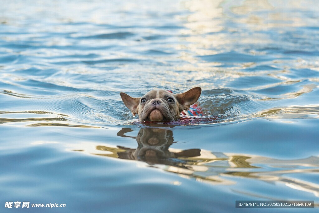 小狗水中畅游欢乐瞬间