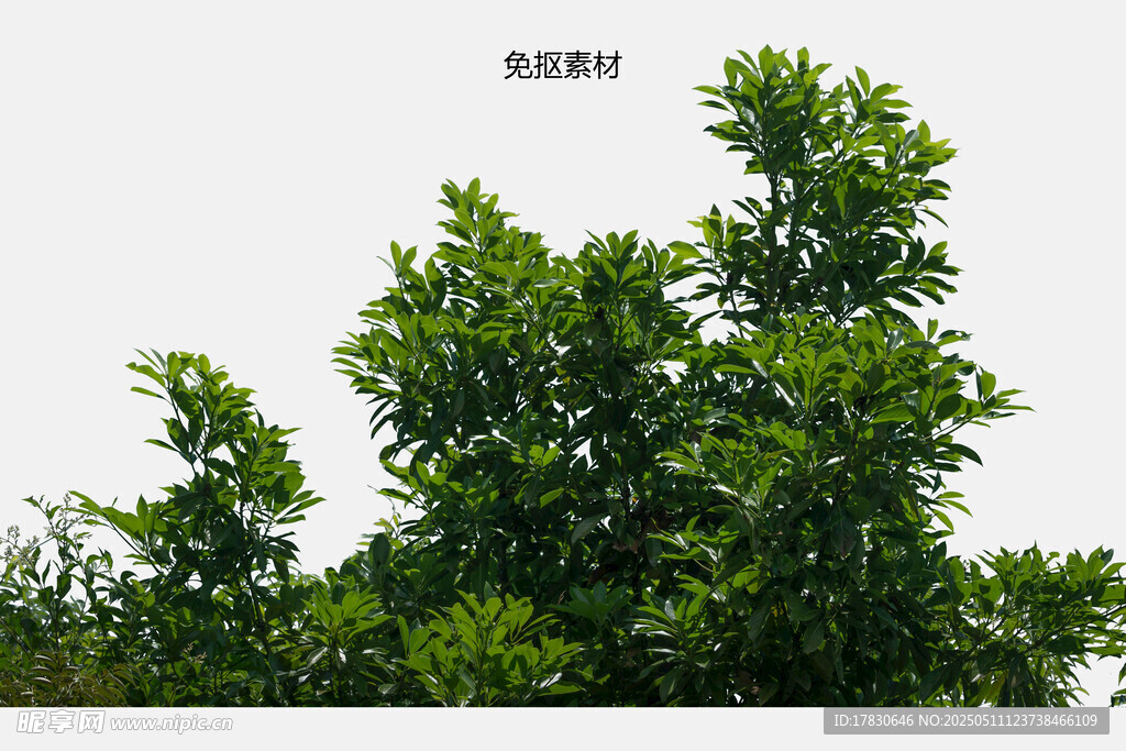 绿意盎然的繁茂树木