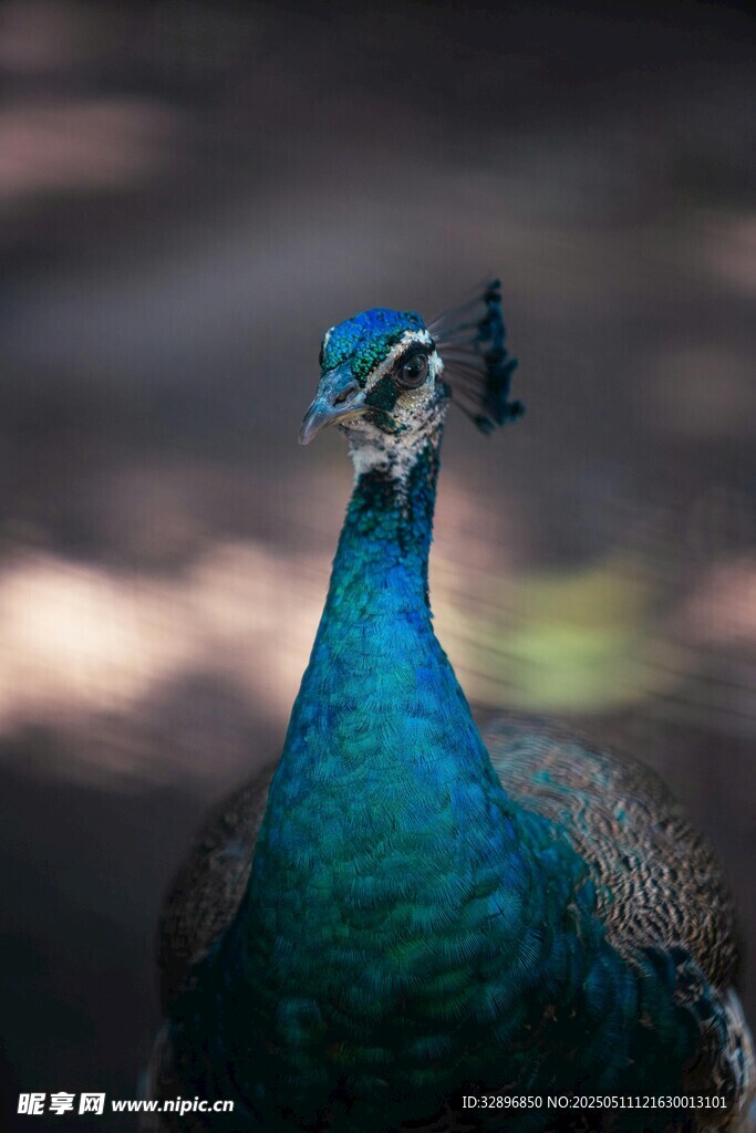 美丽蓝孔雀特写