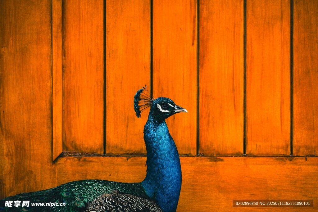墙边的优雅孔雀