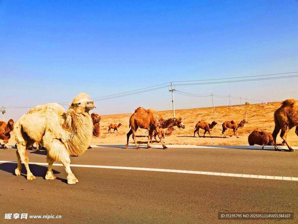 骆驼群横穿公路景象