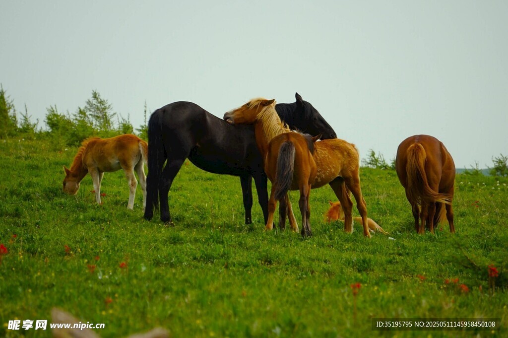草原上的马群悠然吃草
