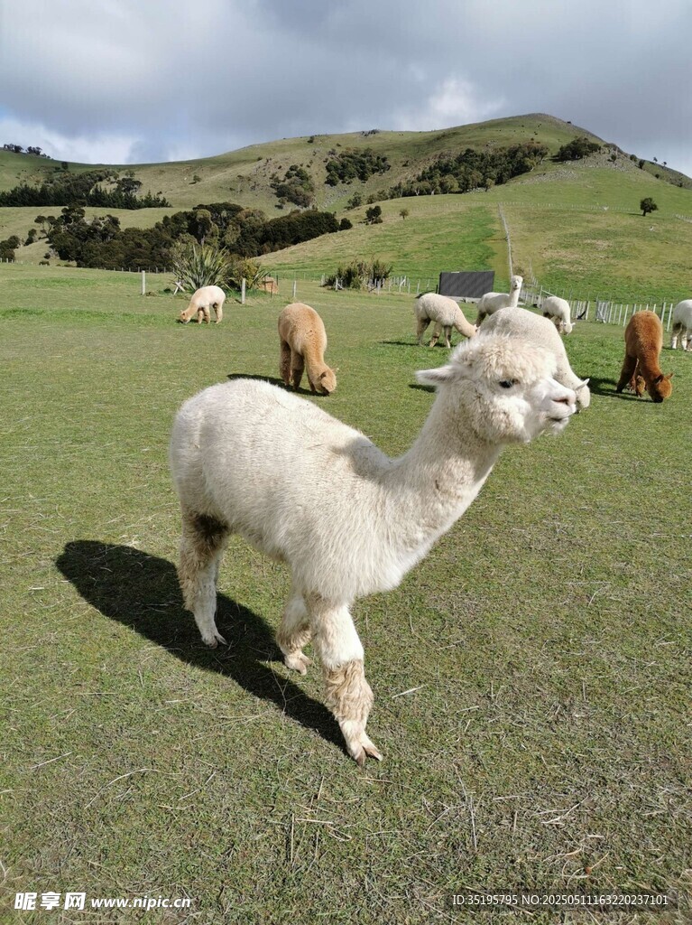草地上的可爱羊驼