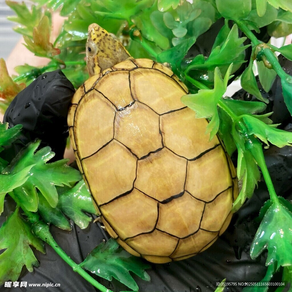 可爱小乌龟置身绿植间