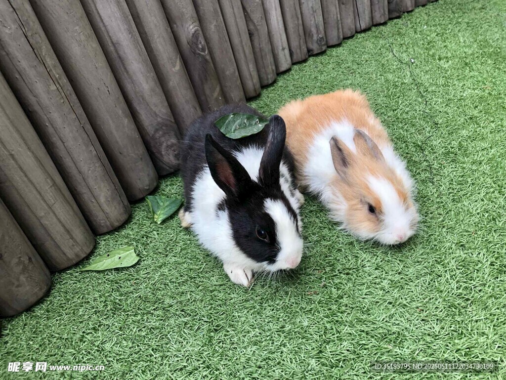 两只萌兔休憩于绿草地上