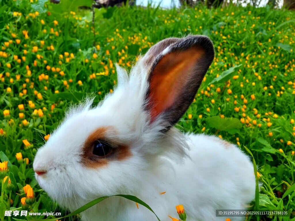 草地上的可爱白兔
