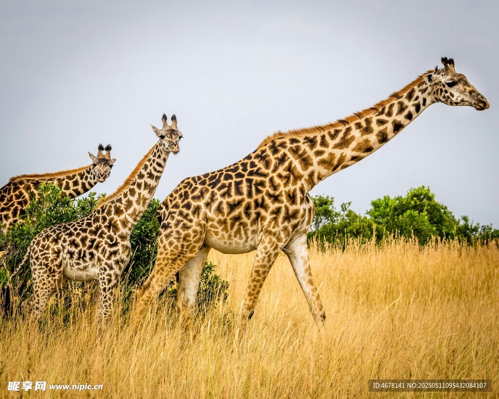 草原上漫步的长颈鹿群