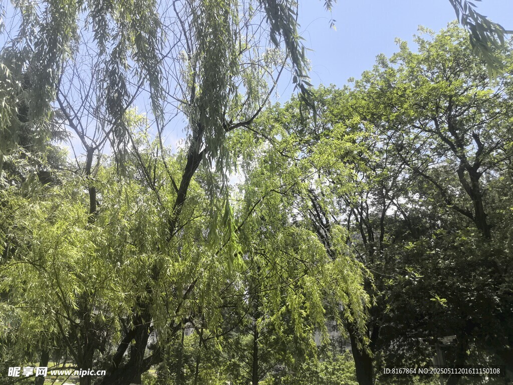 垂柳映蓝天绿意盎然