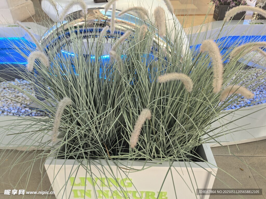 白色花盆中的清新观赏草