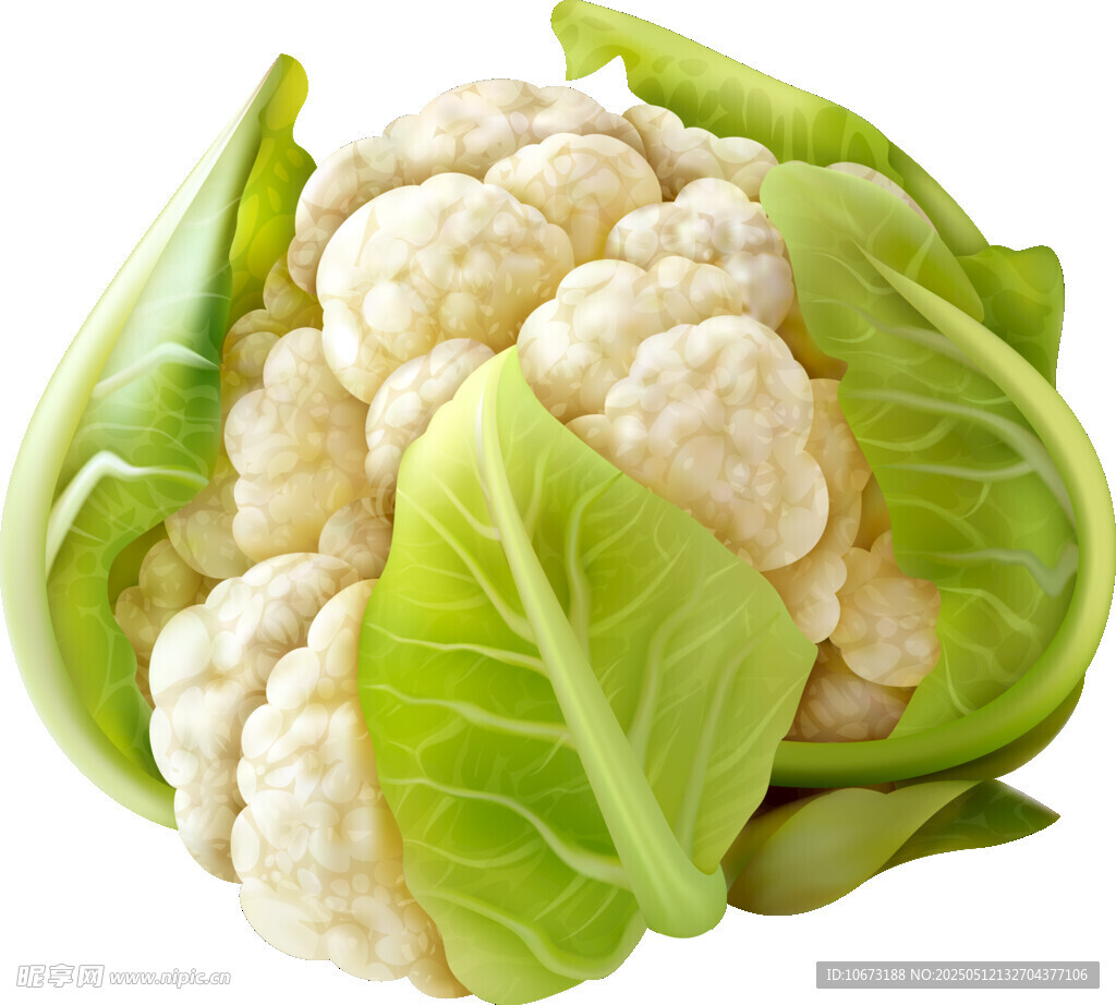 新鲜花椰菜 绿叶簇拥