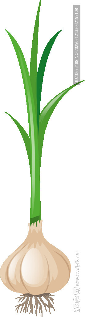 两颗带绿叶的新鲜洋葱