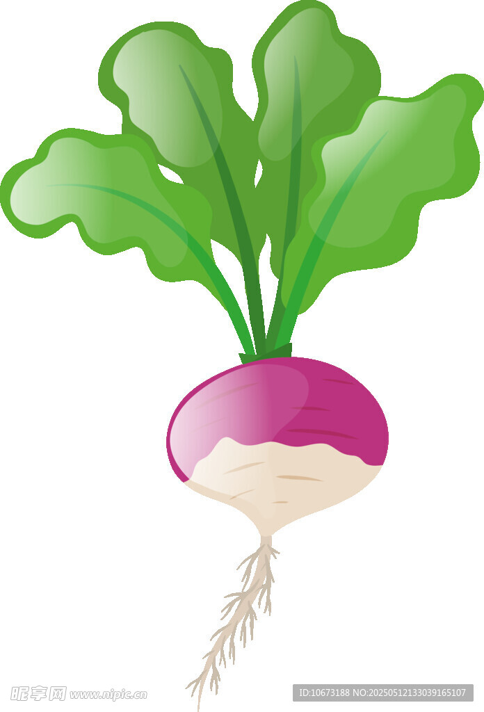 紫色萝卜插画