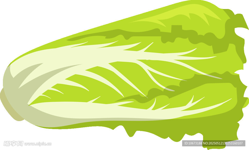 新鲜生菜插画