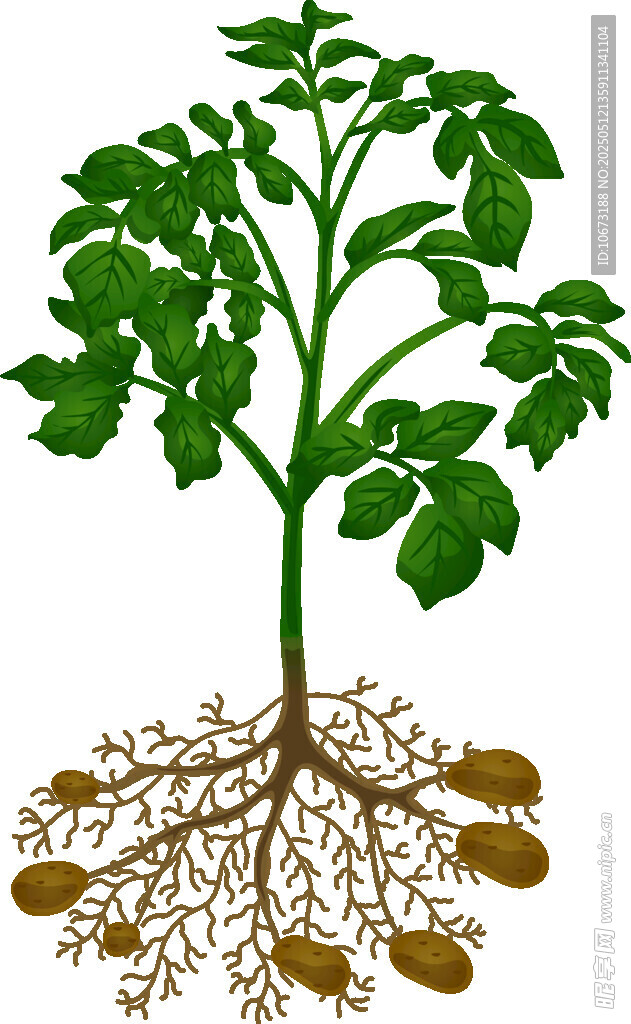 土豆植株与地下根茎