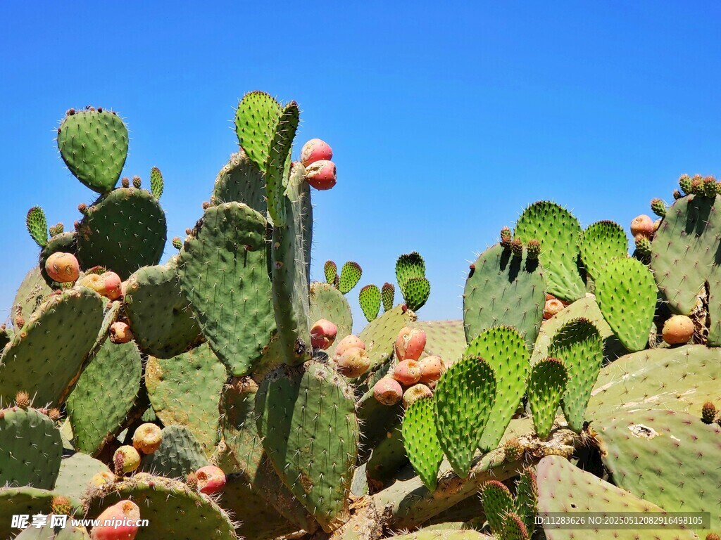 仙人掌上的红色果实