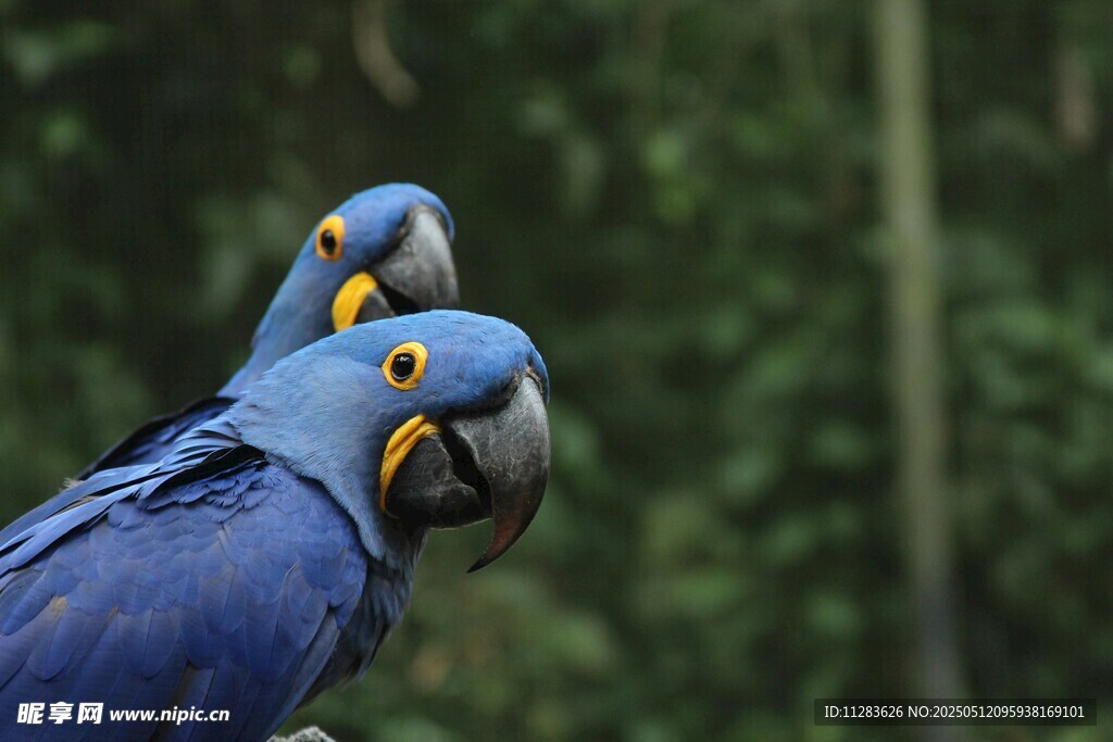 两只蓝鹦鹉