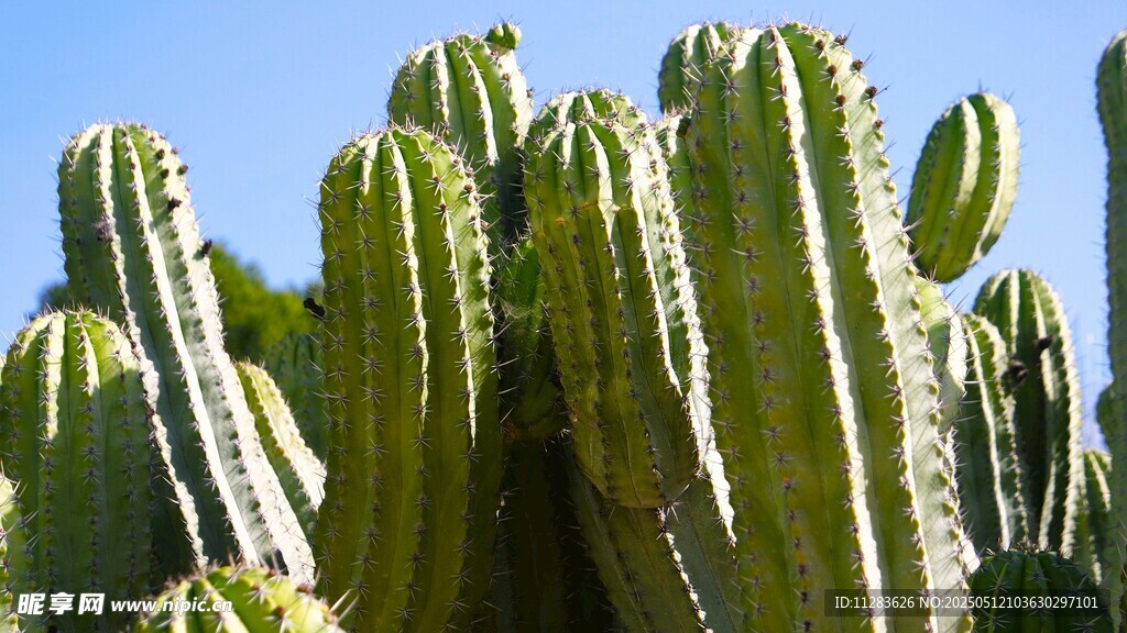 高大仙人掌