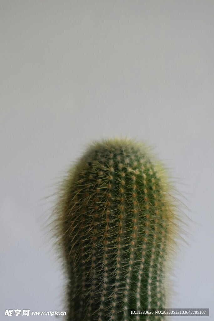 毛茸茸的仙人掌特写