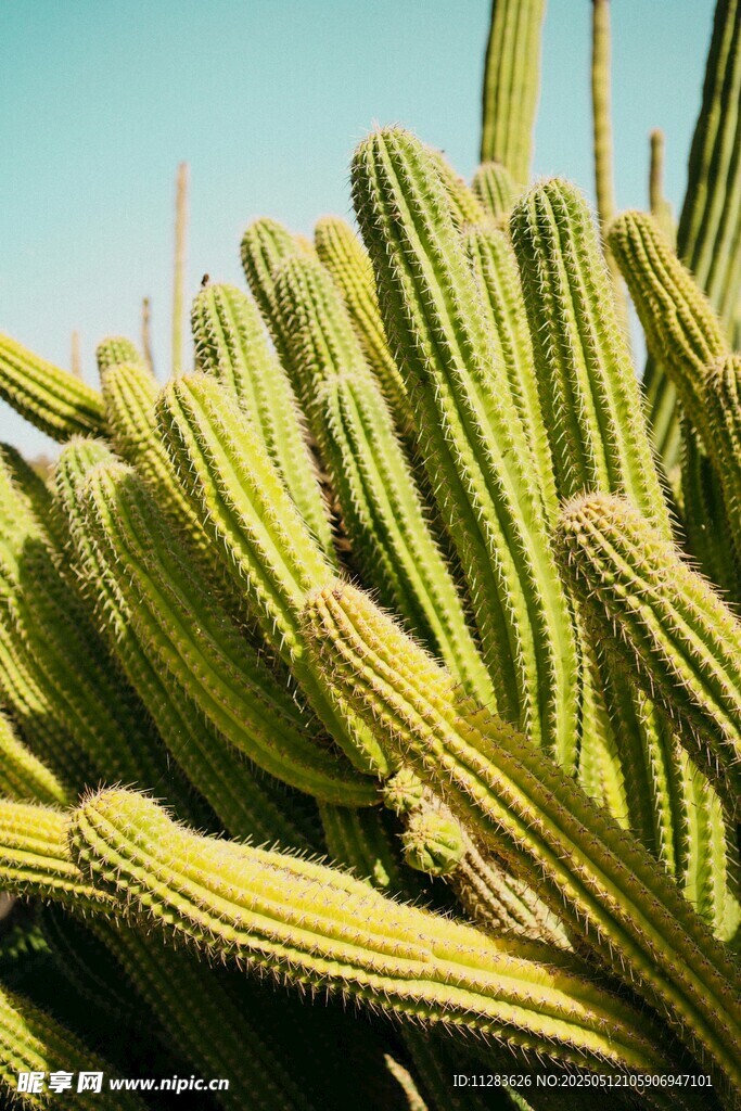 蓬勃生长的仙人掌