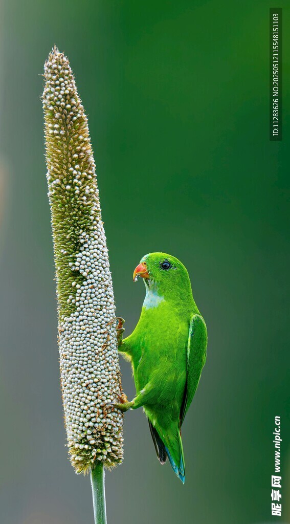 绿鹦鹉立于植物上