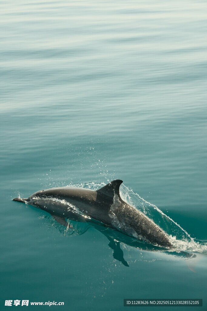 海中畅游的灵动海豚