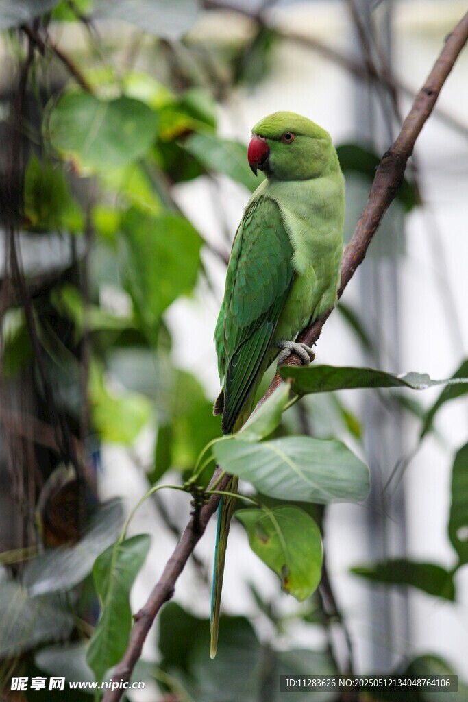 枝头绿鹦鹉