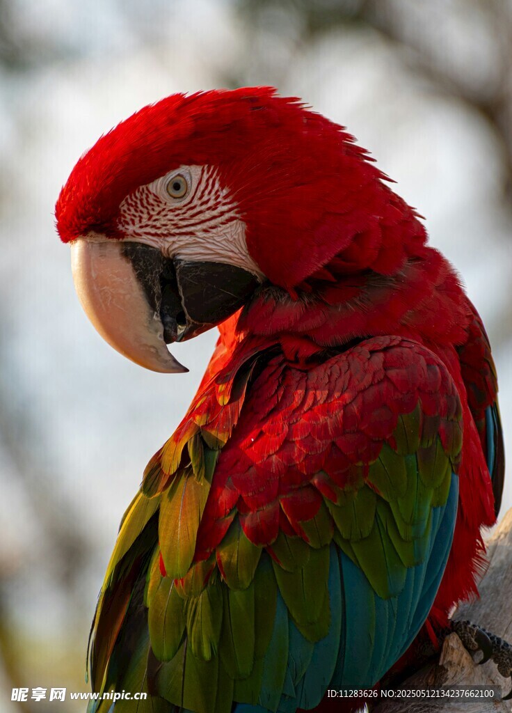 色彩艳丽的红鹦鹉