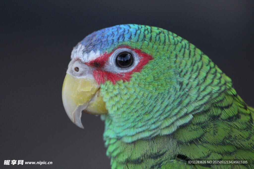 多彩鹦鹉特写