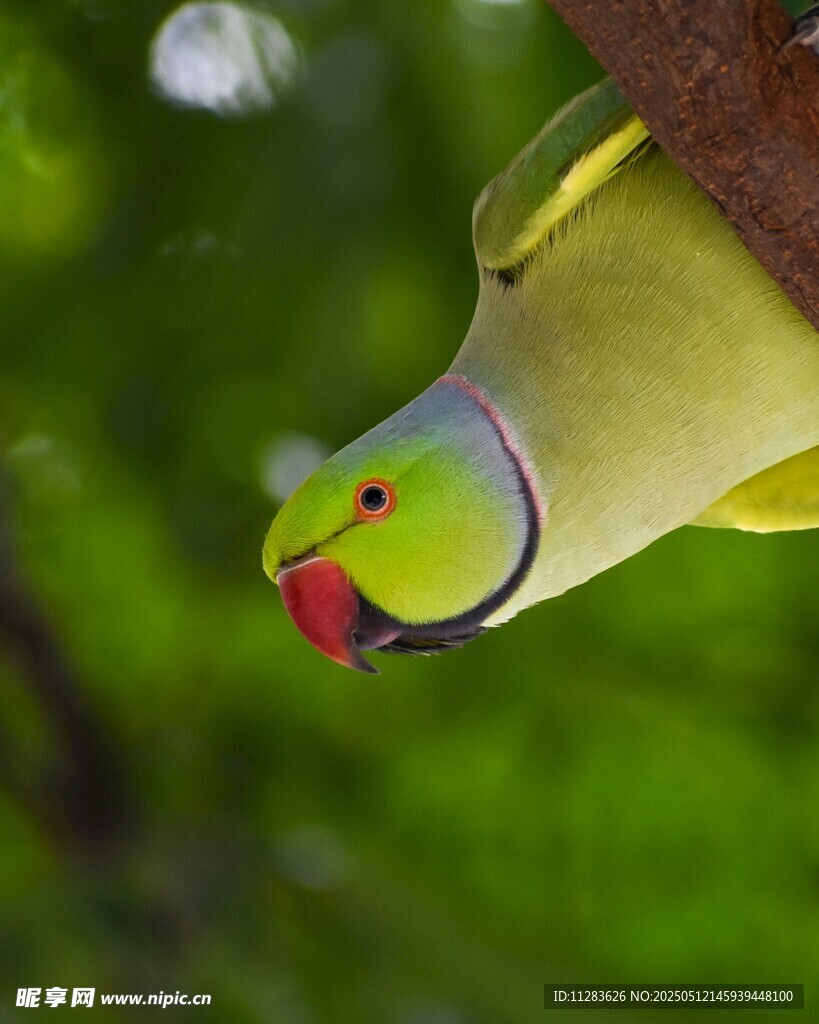 枝头绿鹦鹉