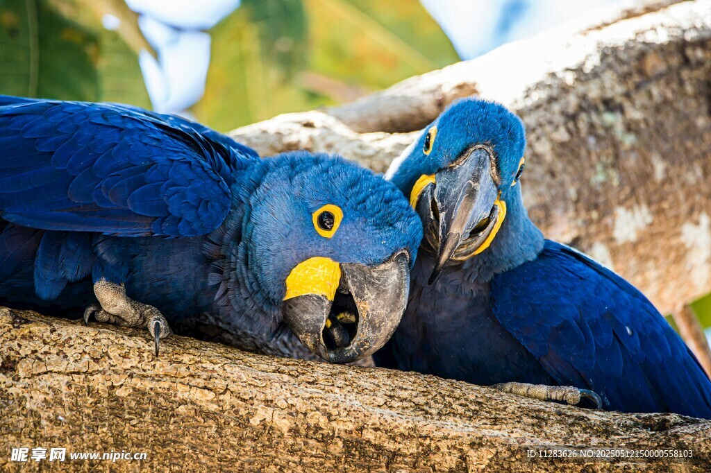 两只蓝鹦鹉依偎在枝头