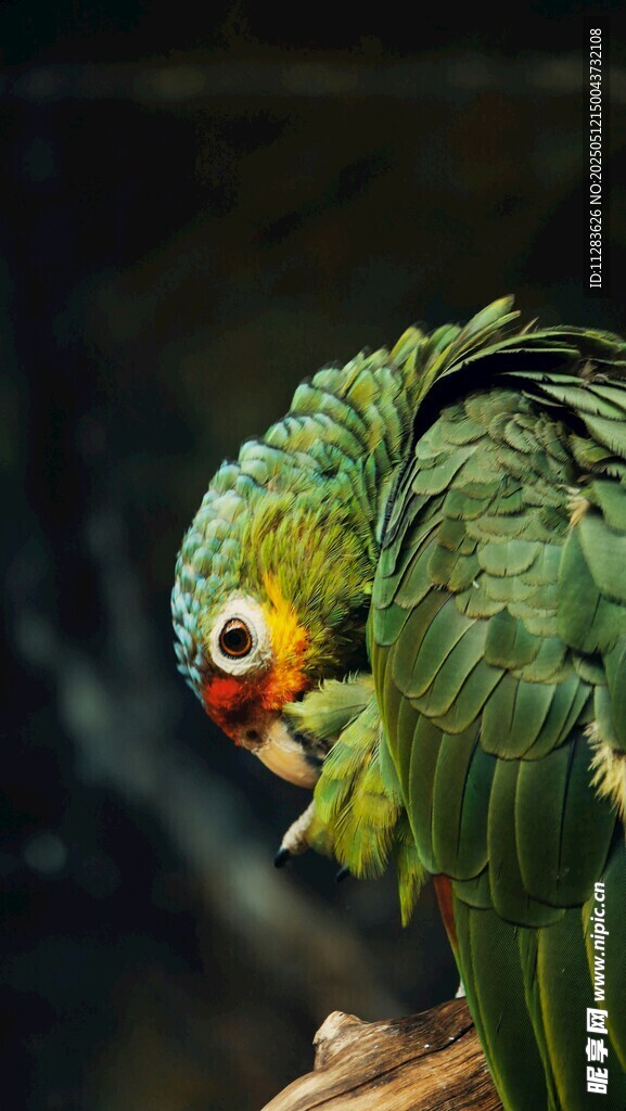 翠绿鹦鹉特写