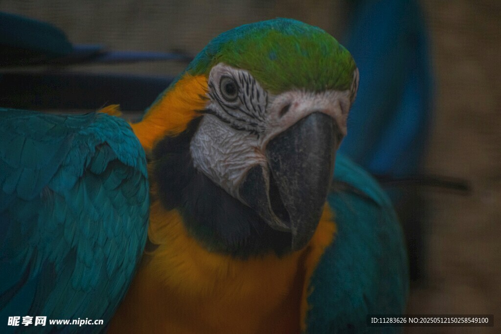 多彩金刚鹦鹉特写