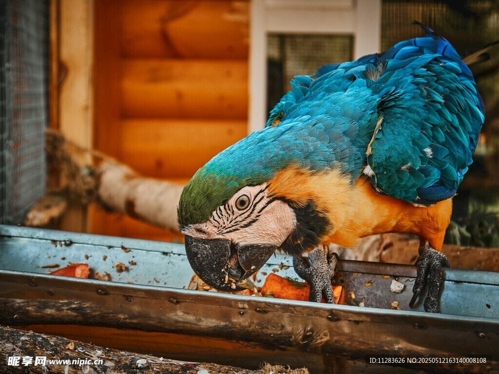 蓝绿鹦鹉进食特写