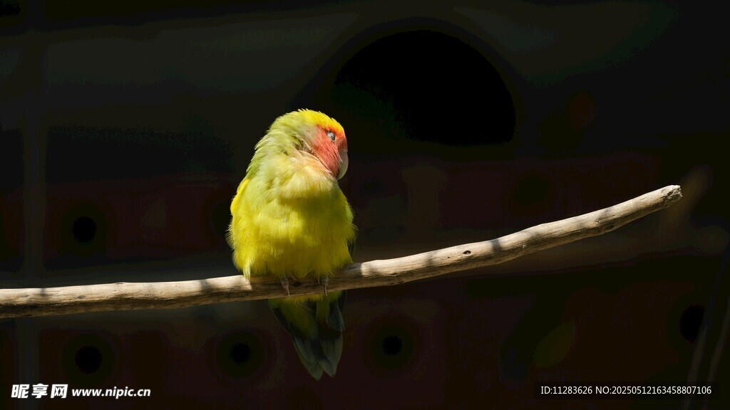 枝头的黄色鹦鹉