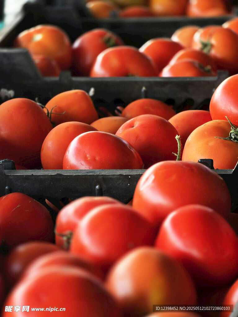 新鲜番茄整齐排列