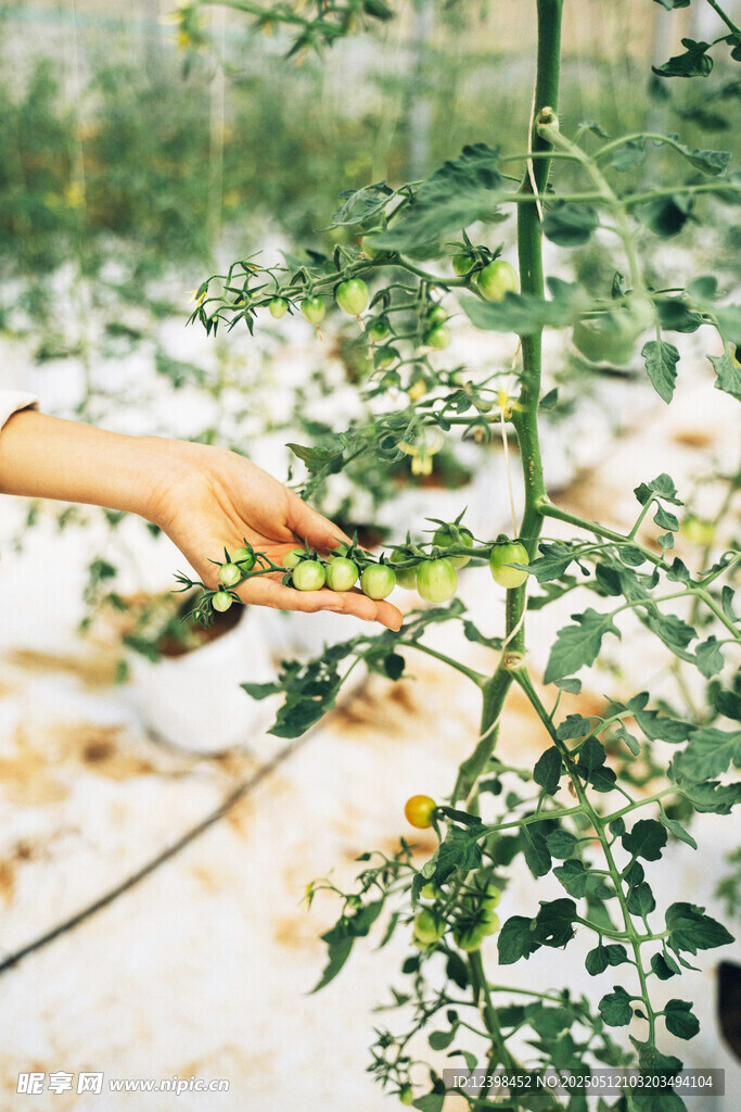 手触番茄植株