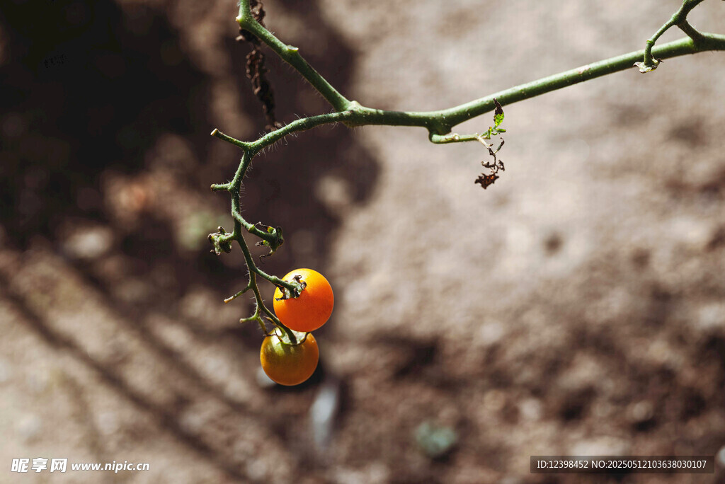 枝头挂着的鲜艳小番茄