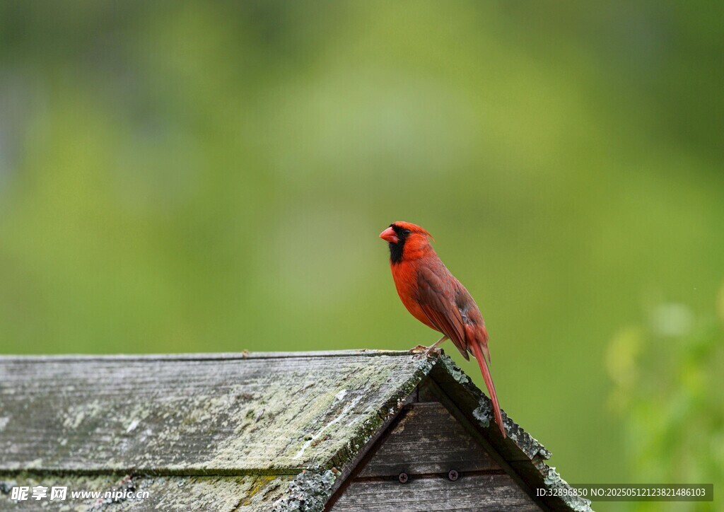 屋顶上的红衣主教鸟
