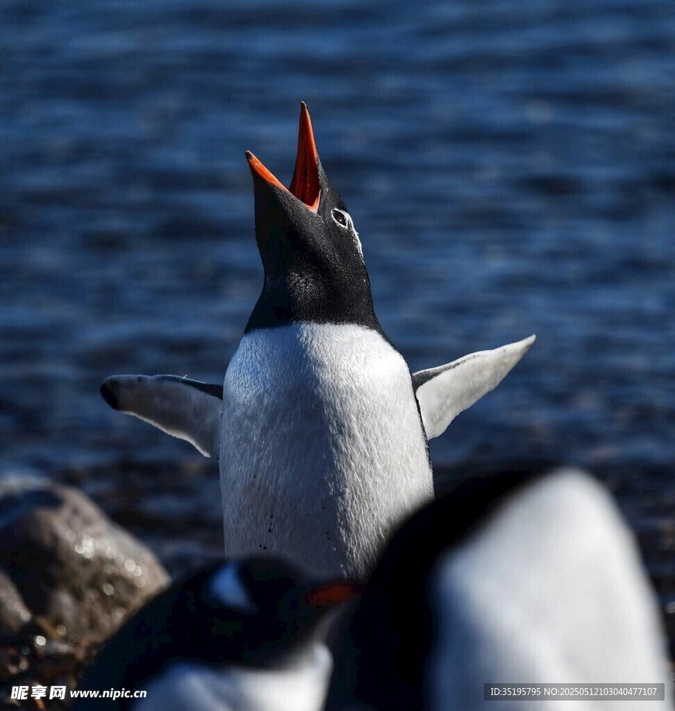 仰头鸣叫的可爱小企鹅