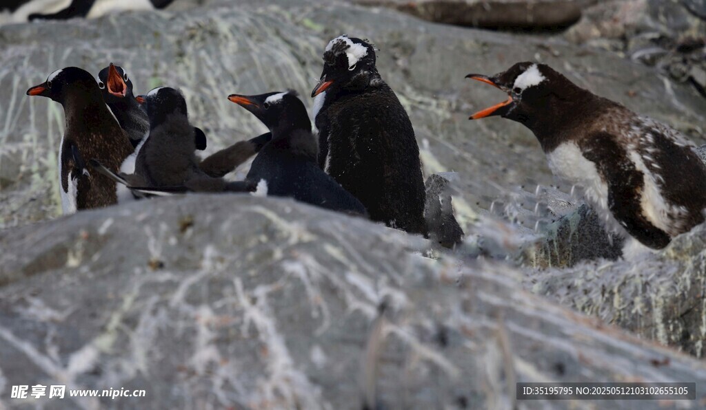 岩石上的一群可爱小企鹅
