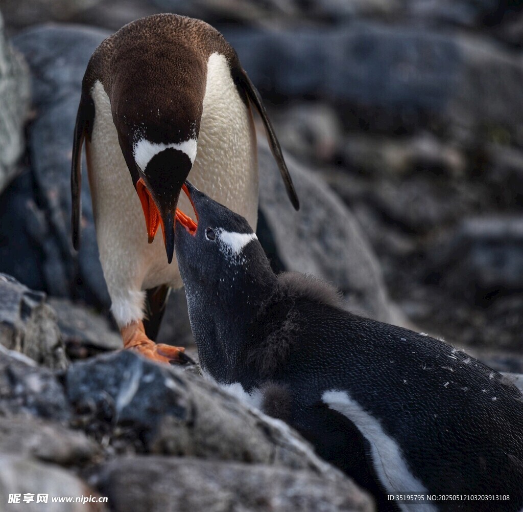 企鹅亲昵互动瞬间