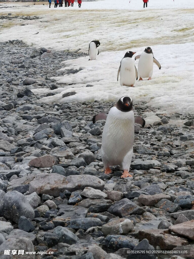 企鹅漫步在石滩上