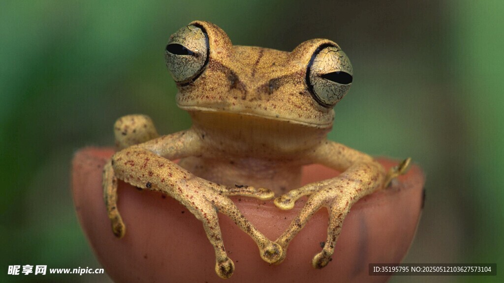 金色青蛙栖于手掌之上